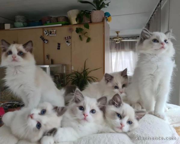 Magnifique chaton ragdoll disponible femelle et mâle 