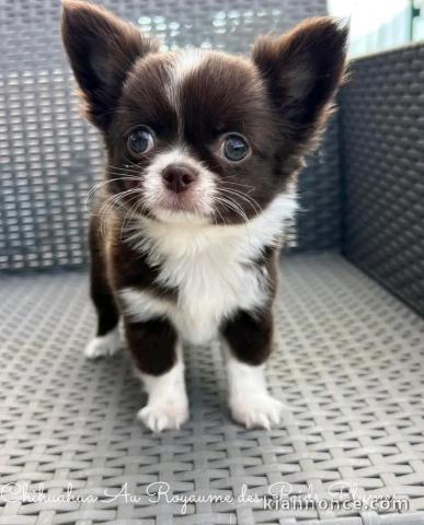 Chiot chihuahua disponible 