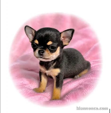 Je donne chiots chihuahua disponible 