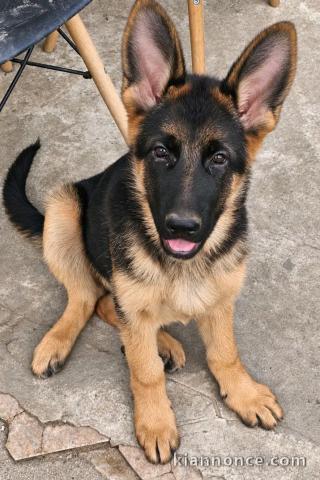 Chiots berger allemand à placer 