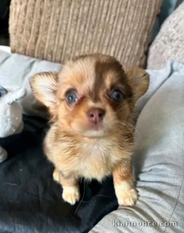 Chiots chihuahua femelle a donner 
