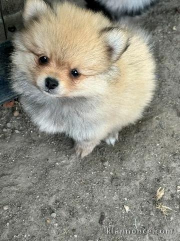 Chiots spitz nain disponible intéressé contacter moi 