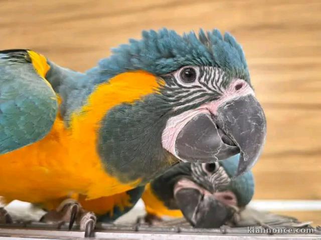 Perroquets Arras disponible pour adoption 