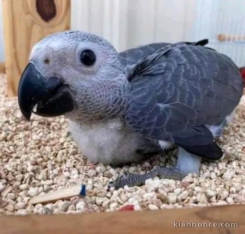 Je donne perroquets gris du Gabon femelle 
