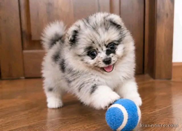 Chiots spitz nain à vendre 
