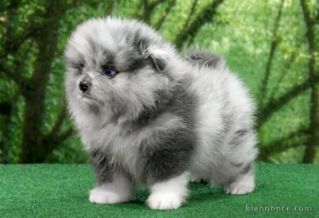 À vendre chiots spitz nains femelle 