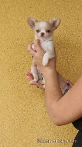 Chiots chihuahua a vendre à prix raisonnable 