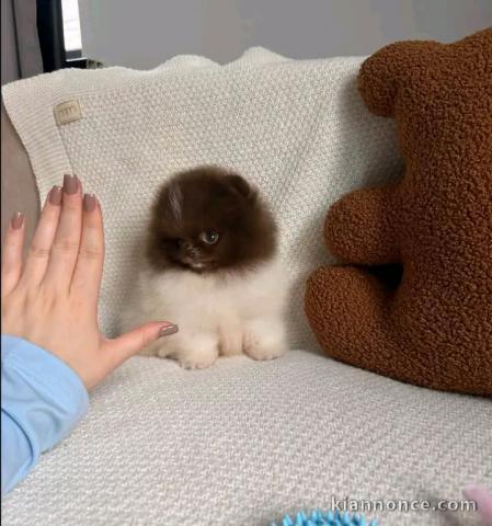 Magnifique chiots Spitz nain Poméranien 