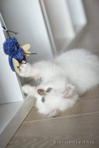 Je donne chaton sacré de brimanie mâle 