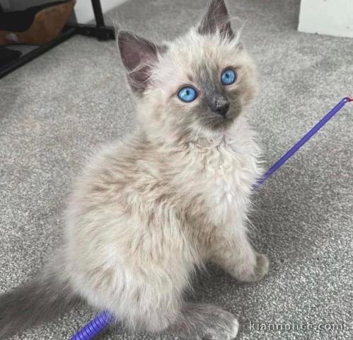 Je donne chaton ragdoll femelle 