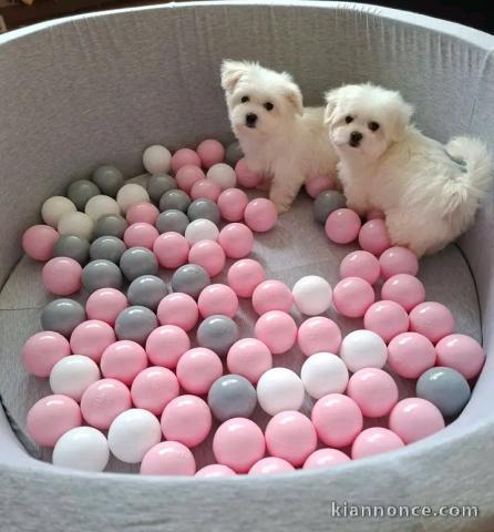 Chiots Bichon maltais disponible MÂLE ET femelle 