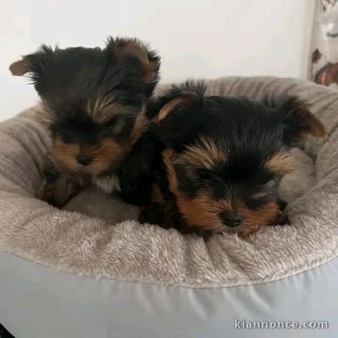 Deux chiots York mâle et femelle disponible 