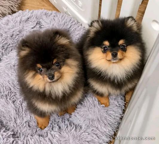 Je donne chiots spitz nain disponible 
