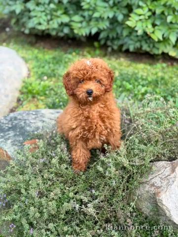 Chiots caniche disponible mâle 