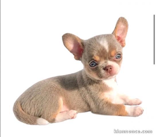 Je donne chiots chihuahua disponible 