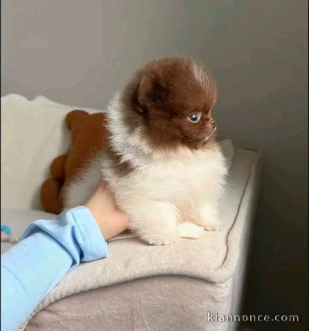 Magnifique chiots Spitz nain Poméranien 