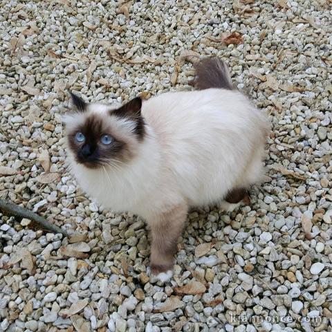 Annonces chaton sacré de brimanie 