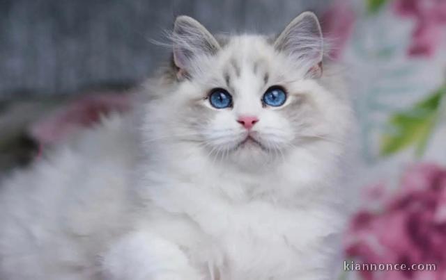 Magnifique chaton ragdoll femelle 