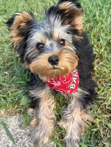 Je donne chiots York disponible 