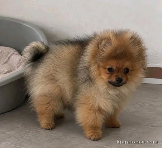 Je donne chiots spitz nain disponible 