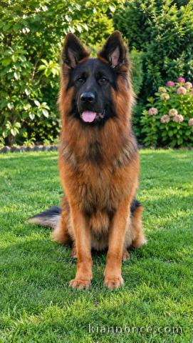 Chiots type berger allemand disponible 