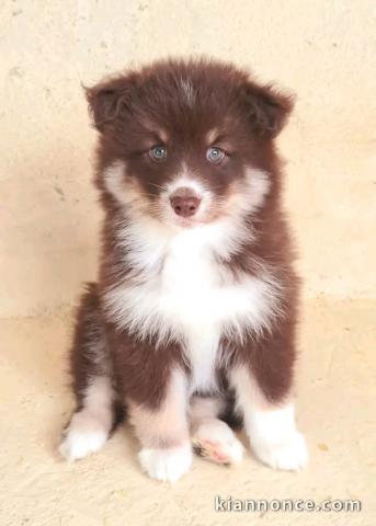 Annonces chiots berger australien disponible 