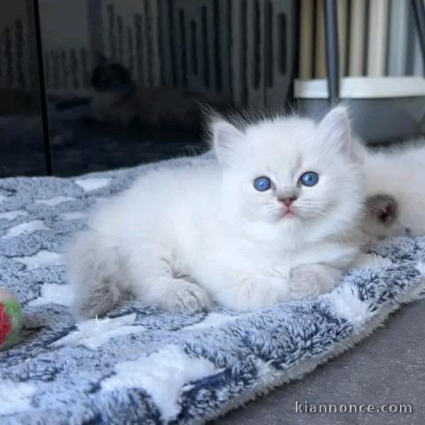 Bébé chaton ragdoll disponible femelle 