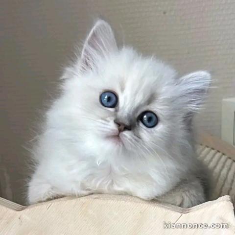 Magnifique chaton ragdoll femelle pour adoption 