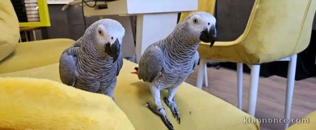 Couple perroquet gris du Gabon à adopter 