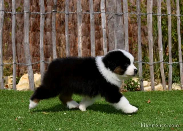 Je donne chiots berger australien disponible 