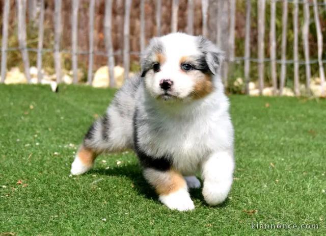 Adoption chiots berger australien mâle 