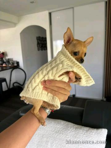 Chiots chihuahua femelle a donner 