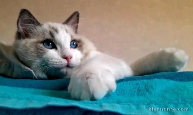 Magnifique chaton ragdoll disponible 