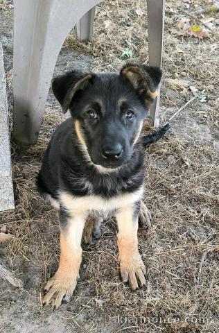Je donne chiots berger allemand 