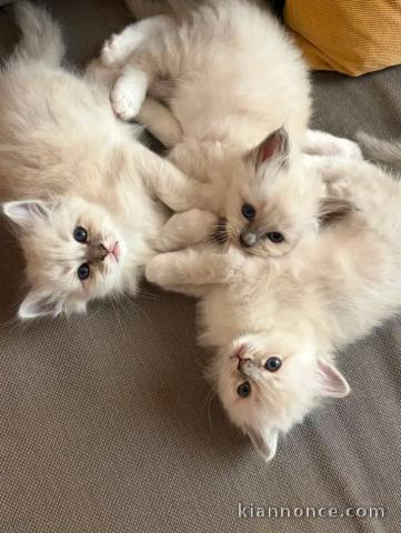 Annonces chaton sacré de brimanie disponible 