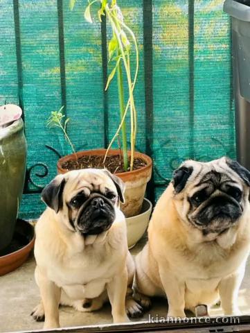 Adorable chiots carlin disponible 