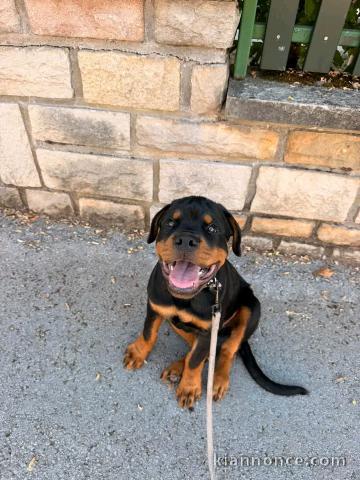 Chiots rottweiler mâle a donner 