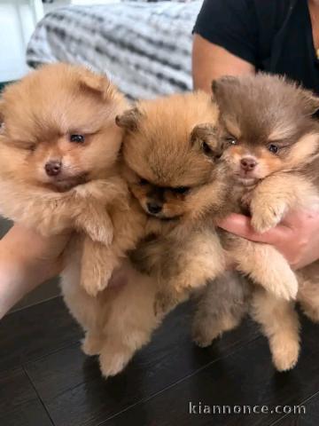 Magnifique chiots Spitz nain Poméranien disponible 