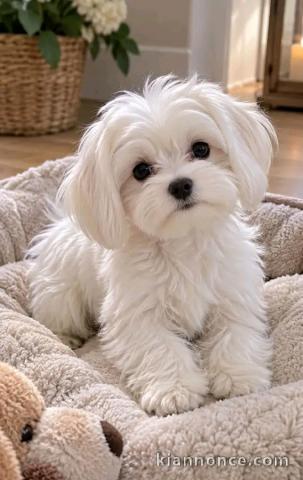 Chiots Bichon maltais adorable femelle 