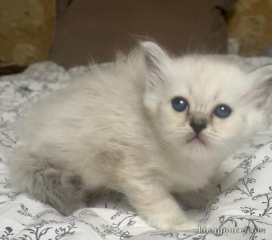 Je donne chaton sacré de brimanie disponible 