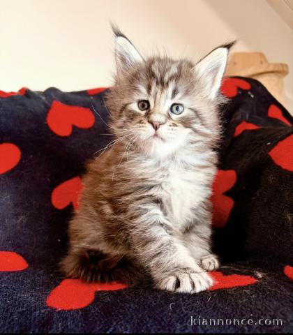 Adorable chaton Maine coon mâle 