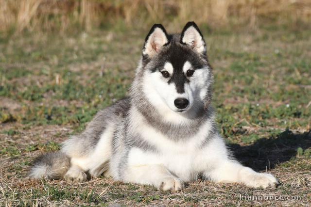 Chiots Husky sibérien disponible femelle 