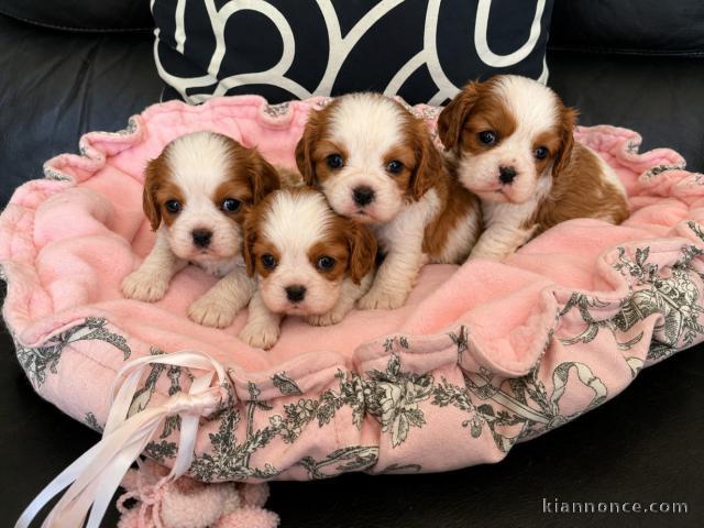 Adoption chiots cavalier King Charles disponible 