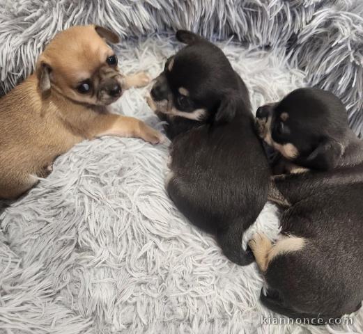 Dons bébé chiots chihuahua disponible 