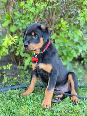 Magnifique chiots rottweiler disponible femelle 