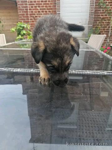 Adorable chiots berger allemand disponible 