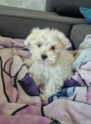 Bichon maltais mâle a donner urgent 