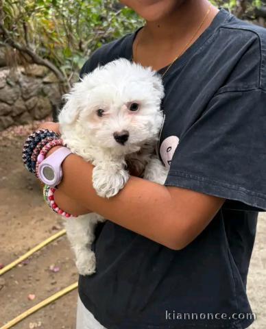 Chiot Bichon maltais femelle 