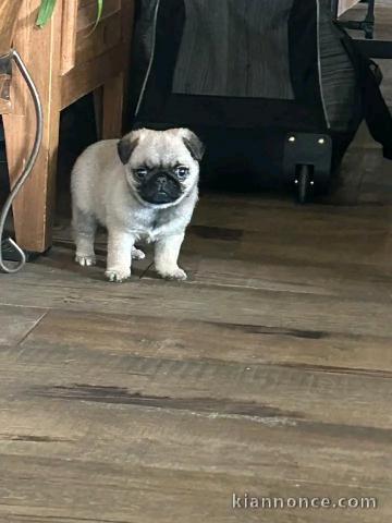 Chiot carlin mâle disponible 