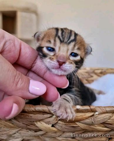 Chaton bengal disponible 